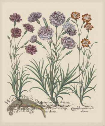 Besler 308 Colored  B2